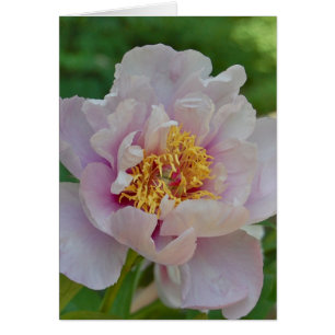 Cartão Sem nome e perfumado