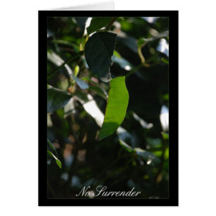 Cartão Sem Renúncia