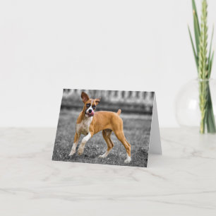 Cartão sem texto com imagem de cachorro Boxer filh