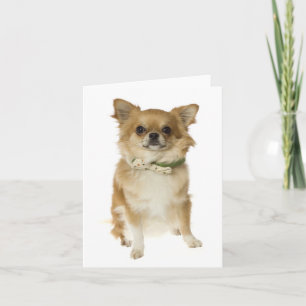 Cartão Sem Texto de Cachorrinho Chihuahua