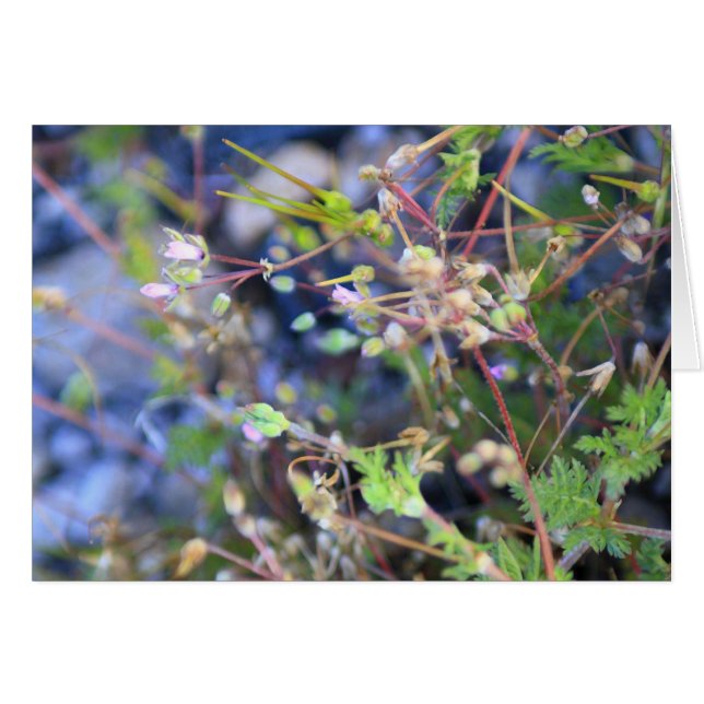 Cartão Sementes (Frente Horizontal)