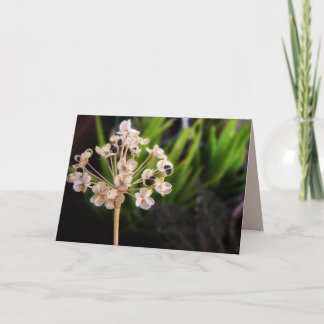 Cartão Sementes da Natureza: Macro Card de Fotografia