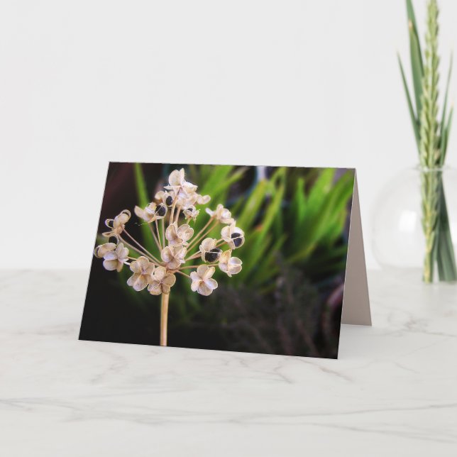 Cartão Sementes da Natureza: Macro Card de Fotografia (Frente)