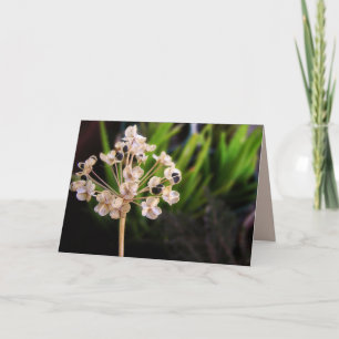 Cartão Sementes da Natureza: Macro Card para fotografia