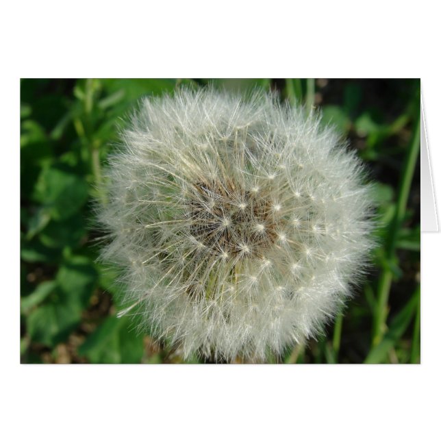 Cartão Sementes De Dandelion (Frente Horizontal)