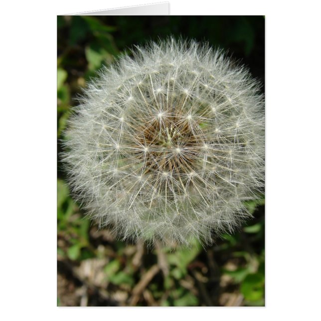 Cartão Sementes De Dandelion (Frente)