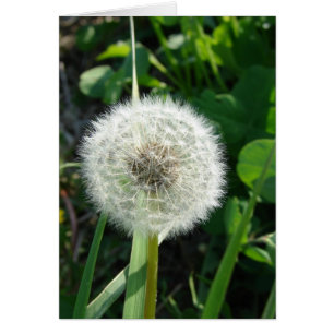 Cartão Sementes De Dandelion