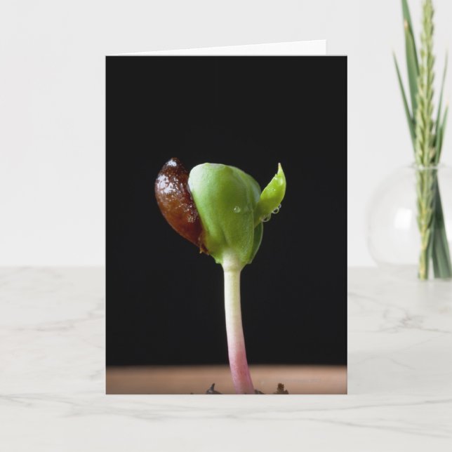 Cartão Sementes de maçã com casca de semente (Frente)