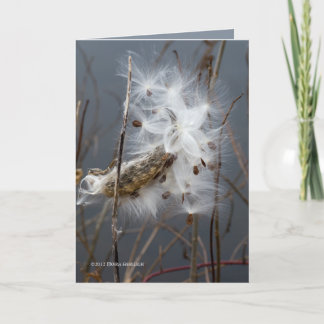 Cartão Sementes De Milkweed