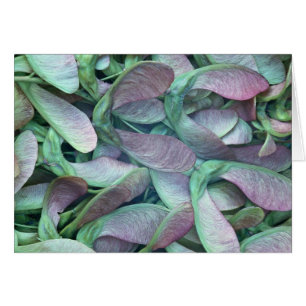 Cartão Sementes de Sycamore