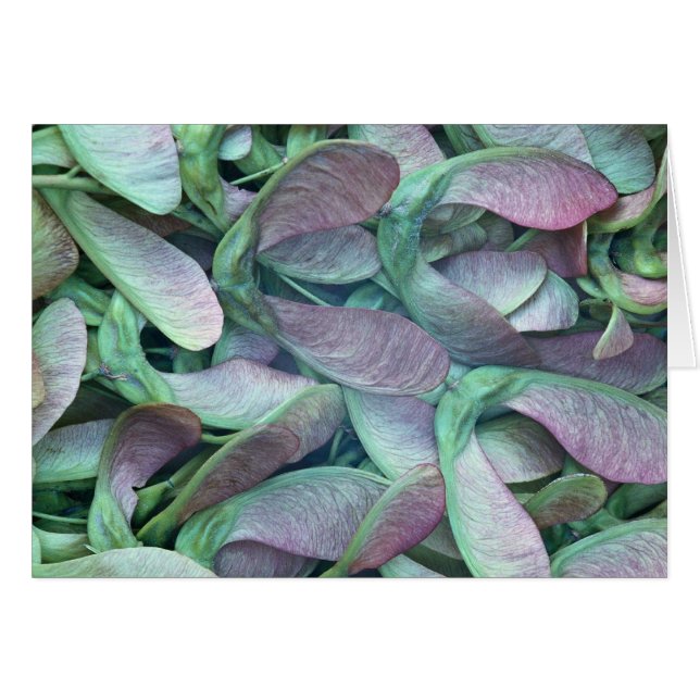 Cartão Sementes de Sycamore (Frente Horizontal)