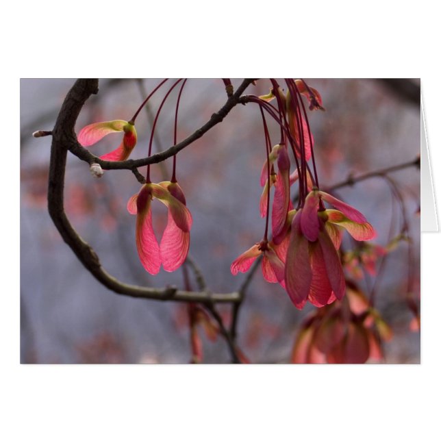 Cartão Sementes do bordo vermelho (Frente horizontal)