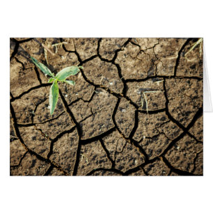 Cartão Sementes Na Terra Quebrada