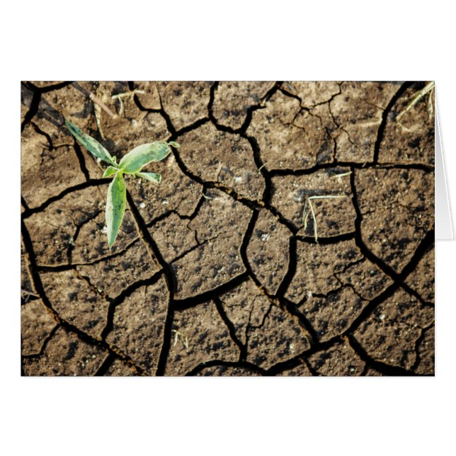 Cartão Sementes Na Terra Quebrada (Frente Horizontal)