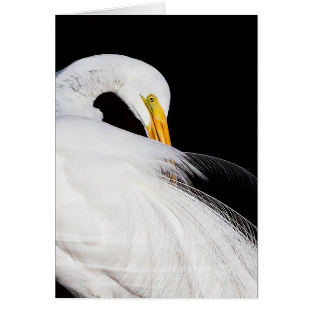 Cartão Sempre Egrets (Frente)