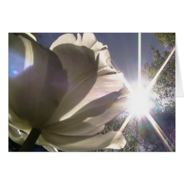 Cartão sempre para a luz do sol (Frente Horizontal)