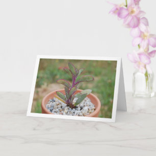 Cartão Senecio Crassissimus, Planta Suculenta