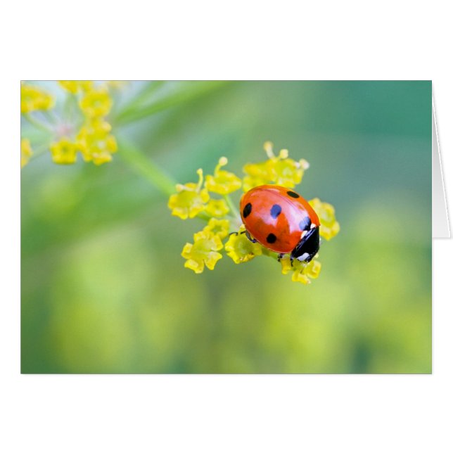 Cartão senhora no topo (Frente Horizontal)