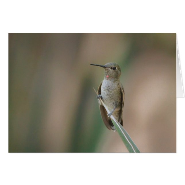 Cartão Sentado bonito beija-flor (Frente Horizontal)