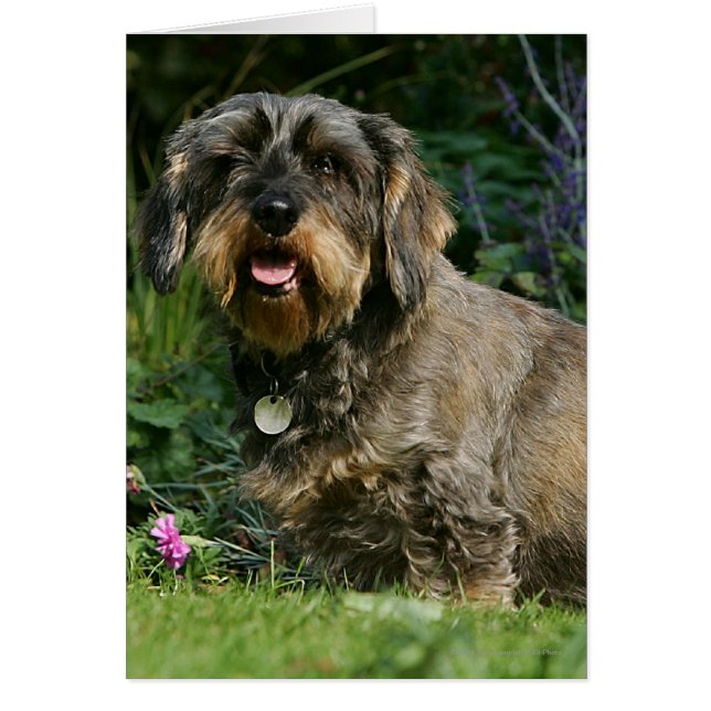 Cartão Sentado Dachshund Padrão Com Cabelo Fio (Frente)