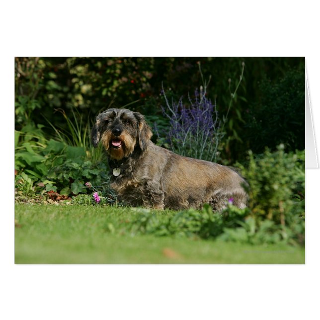 Cartão Sentado Dachshund Padrão Com Cabelo Fio (Frente Horizontal)