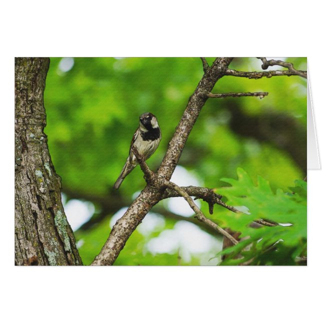 Cartão Sentado Por Aí (Frente horizontal)