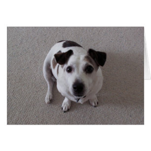 Cartão Sente o cão