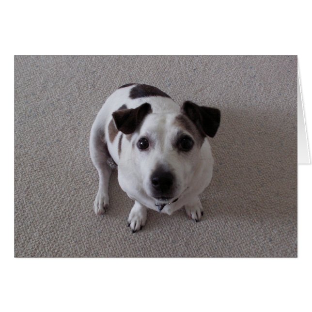 Cartão Sente o cão (Frente Horizontal)