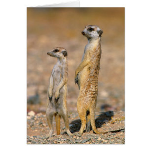 Cartão Sentinelas do Meerkat (Suricata Suricatta), Karas