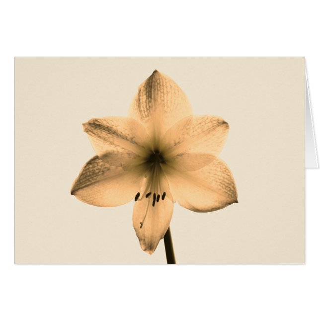 Cartão sepia amaryllis (Frente horizontal)