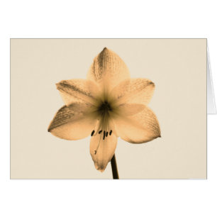 Cartão sepia amaryllis