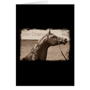 Cartão Sepia Arabian Stallion