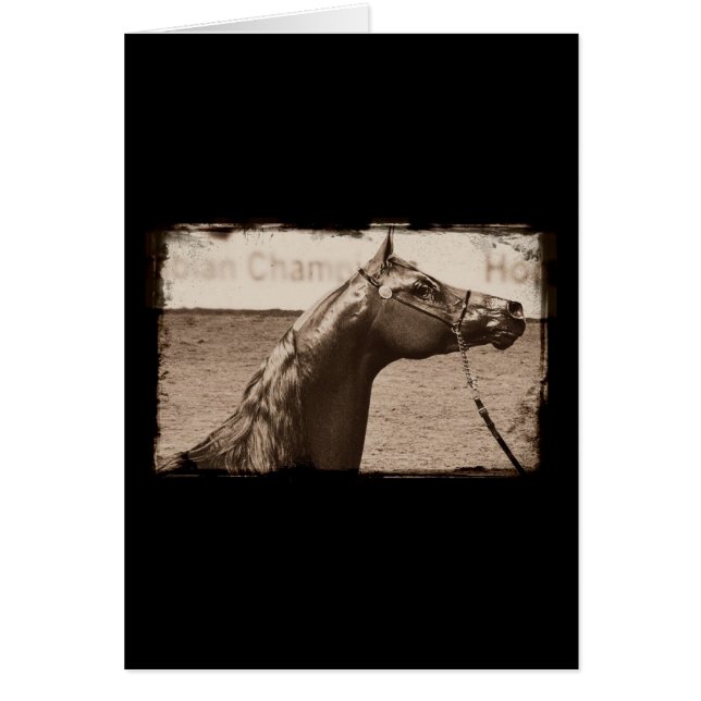 Cartão Sepia Arabian Stallion (Frente)