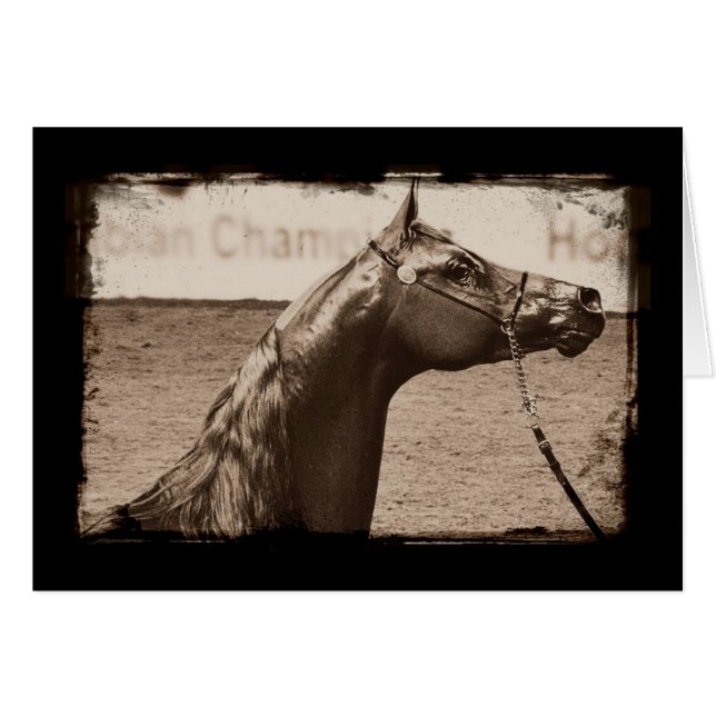 Cartão Sepia Arabian Stallion (Frente Horizontal)