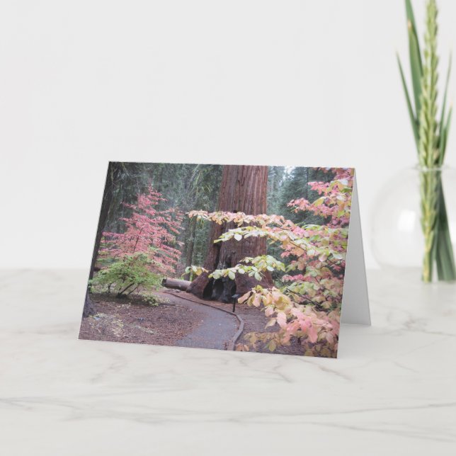 Cartão Sequoia national park (Frente)