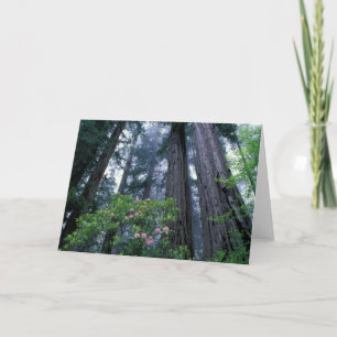 Cartão Sequoias Vermelhas e Rhododendrons