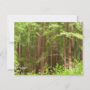 Cartão Sequoias Vermelhas no Monumento Nacional de Muir W