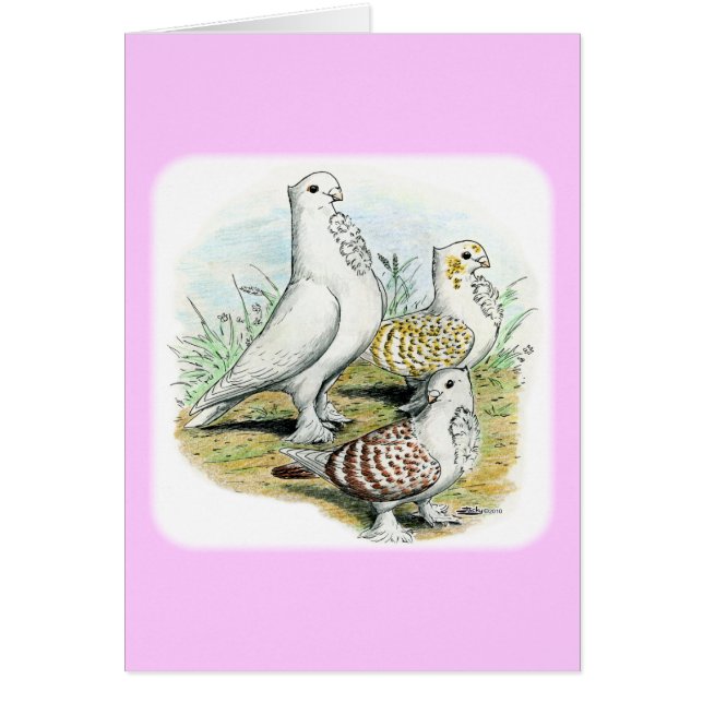 Cartão Seraphim Pigeons (Frente)