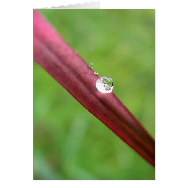 Cartão Serene (Frente)