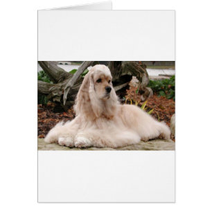 Cartão Série American Cocker Spaniel
