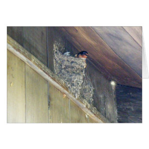 Cartão Série Barn Swallow