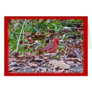 Cartão Série Cardeal Wild Songbird
