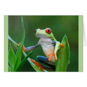 Cartão Série psta em perigo sapo dos animais selvagens