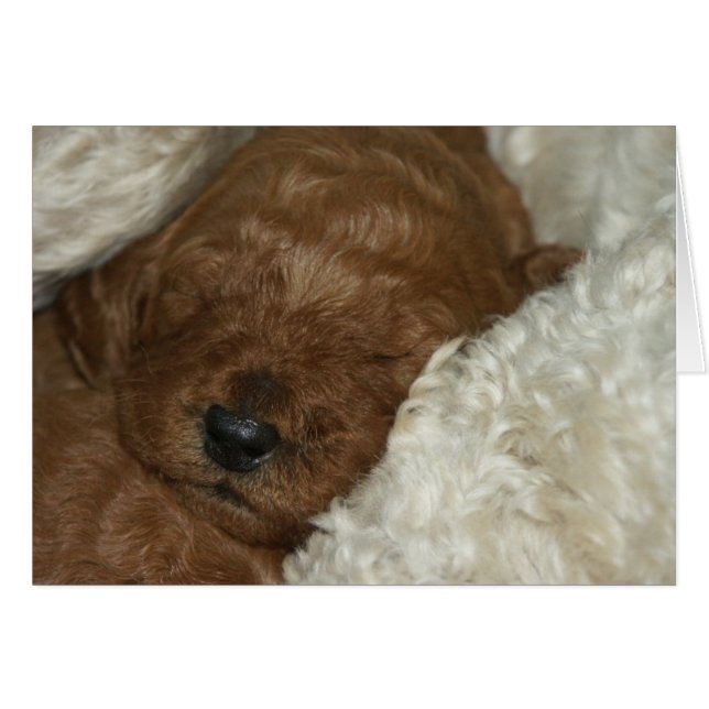 Cartão Series-04 recém-nascido (Frente Horizontal)