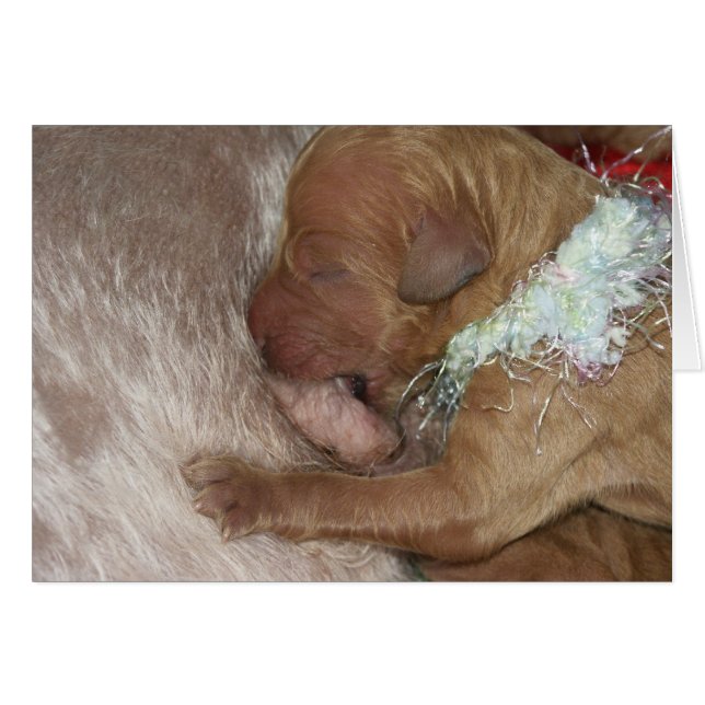 Cartão Series-07 recém-nascido (Frente Horizontal)