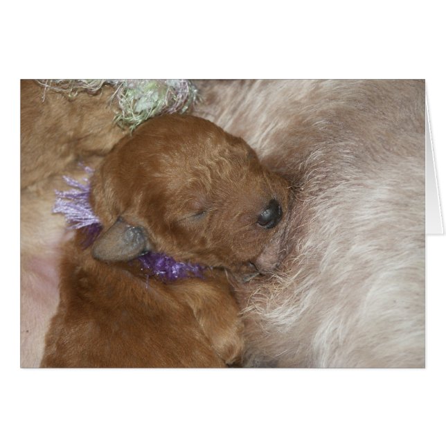 Cartão Series-09 recém-nascido (Frente Horizontal)