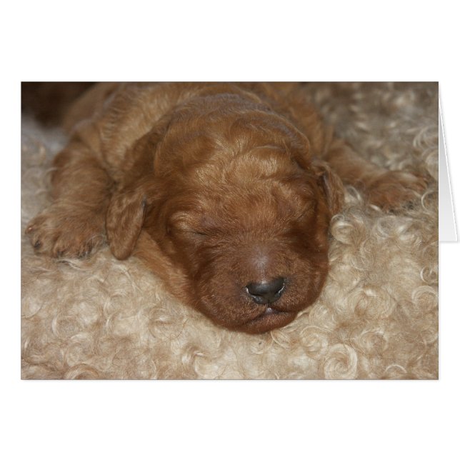 Cartão Series-10 recém-nascido (Frente Horizontal)