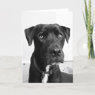 Cartão Séries de cães