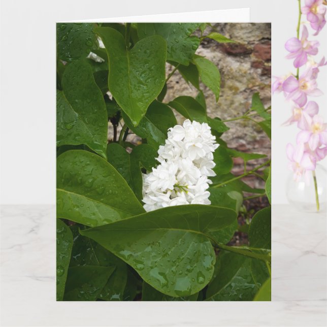Cartão Seringa, Flor Lilac Branco com Colírio (Orquídea)