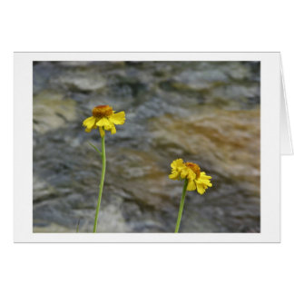 Cartão Serra Wildflowers pela angra das madeiras